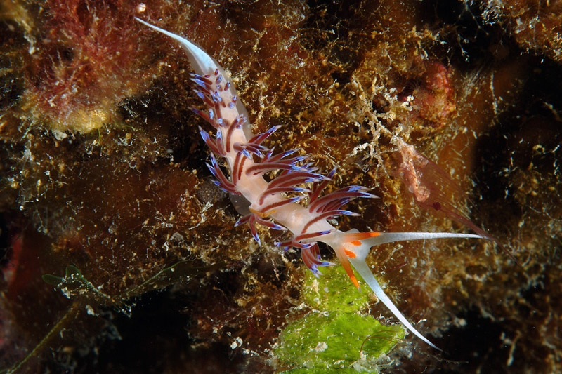 Riproduzione Cratena peregrina